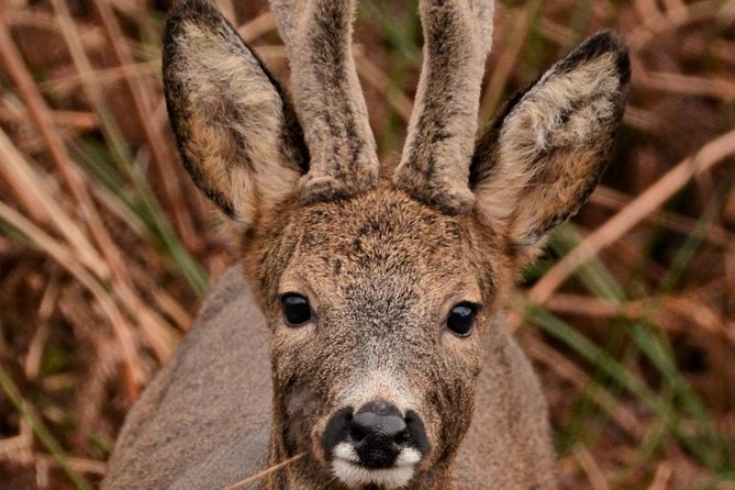 Wildlife Watching Safari by Vehicle & Walks / Photography workshops with a Guide - Dunscaith Castle and the southern Skye setting